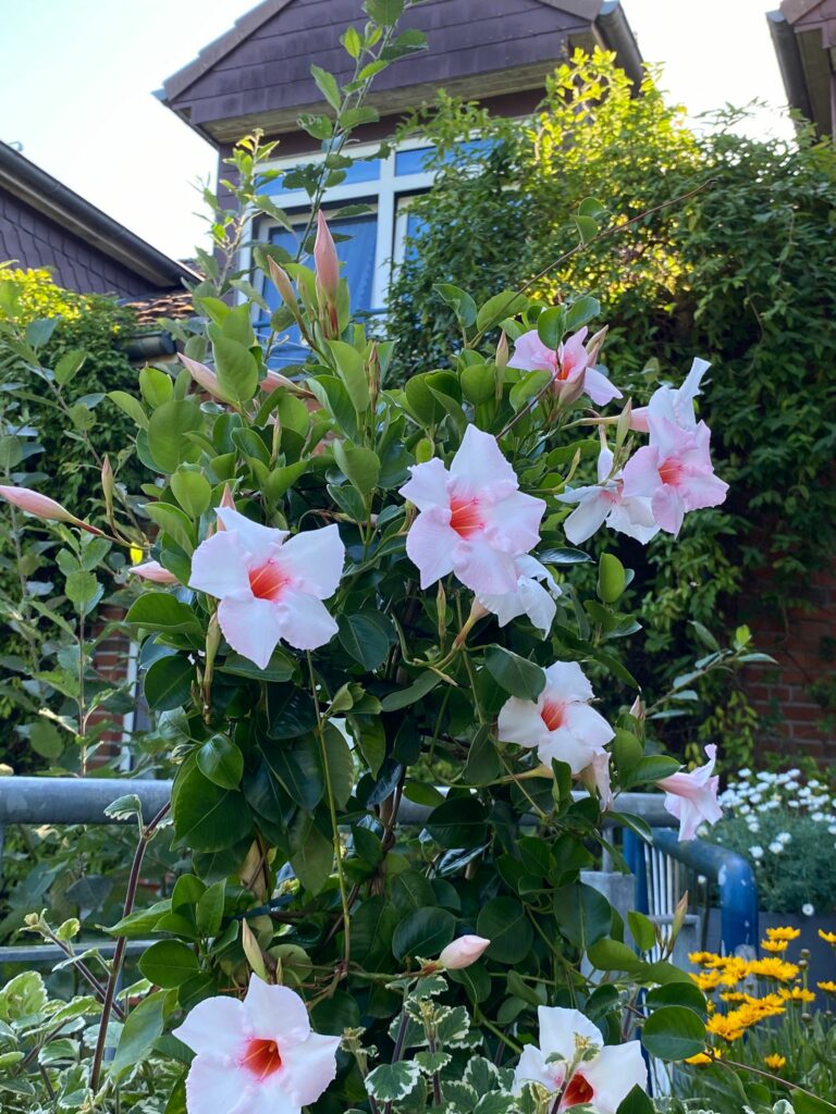 Der schöne Garten des Elbuferparks erblüht im Sommer.